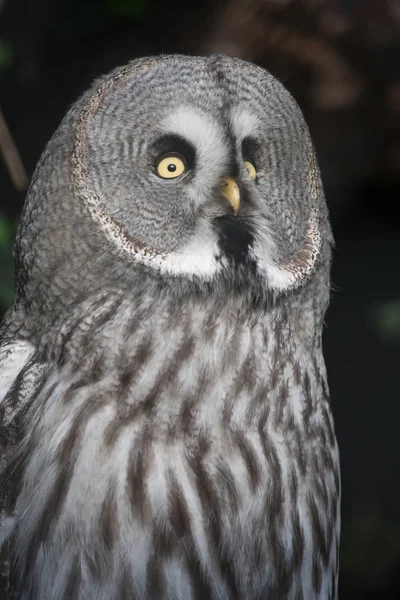 Great Grey Owl Lapland Owl Strix Nebulosa Natural Forest Background — Φωτογραφία Αρχείου