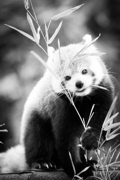 Beautiful Red Panda Lesser Panda Sitting Trees Feeding Green Bamboo — Stock Photo, Image