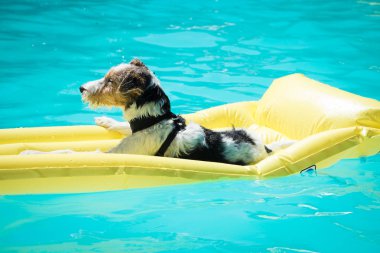 Yüzme havuzunda şilte üzerinde yüzen köpek