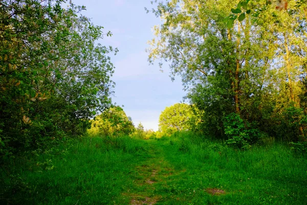 Campo de hierba verde y árboles — Foto de Stock