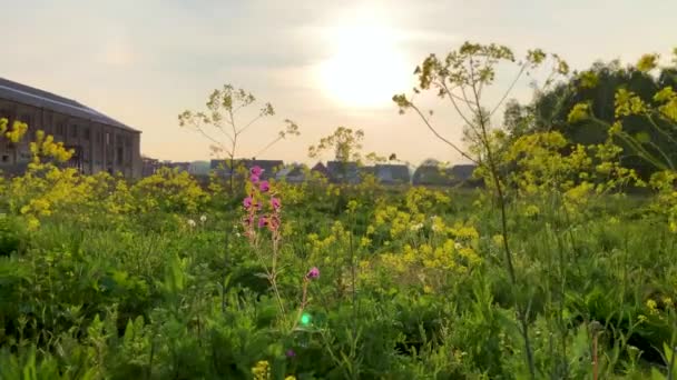 Μια αργή κίνηση με τα πόδια μέσα από το μακρύ γρασίδι και τα λουλούδια ενός λιβαδιού σε ένα ηλιόλουστο ανοιξιάτικο βράδυ σε ένα μικρό χωριό — Αρχείο Βίντεο