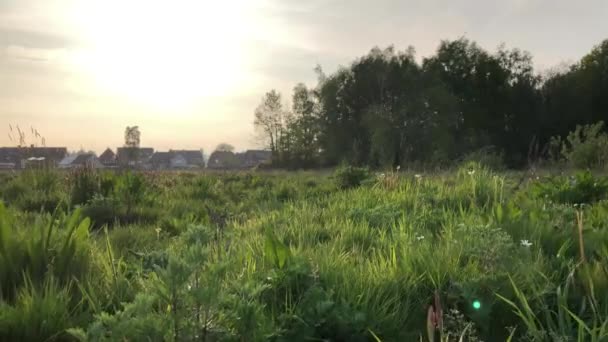 Un paseo en cámara lenta a través de la hierba larga y las flores de un prado en una tarde soleada de primavera en un pequeño pueblo — Vídeos de Stock