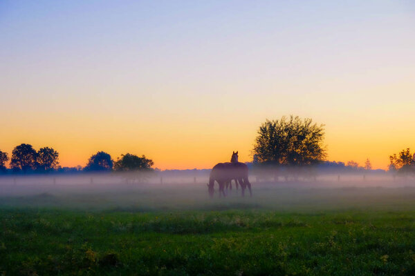 Лошади пасутся на туманном травяном поле
