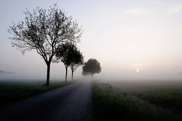 Bäume an abnehmender Straße — Stockfoto