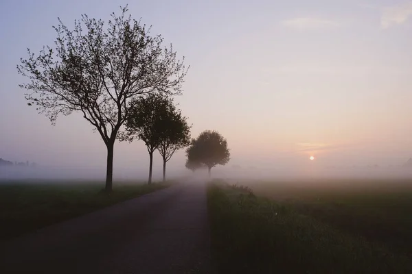 Bäume an abnehmender Straße — Stockfoto