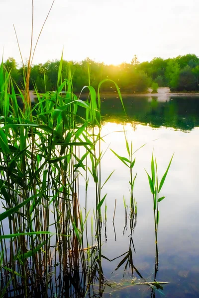 Zbliżenie trawy na jezioro — Zdjęcie stockowe