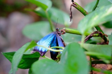Kırık bitki sapına tünemiş güzel kelebek