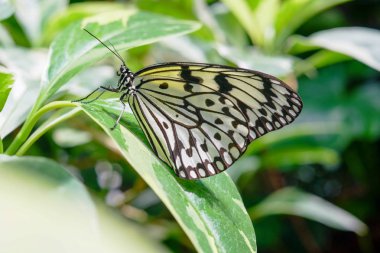 Tropik bitki nin yaprağına tünemiş güzel kelebek
