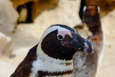 Afrika pengueni spheniscus demersus'un yakın çekim
