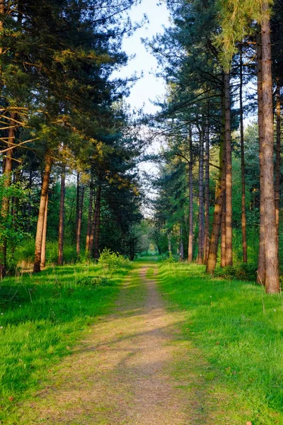 Campiña camino rural que conduce hacia el bosque verde — Foto de Stock