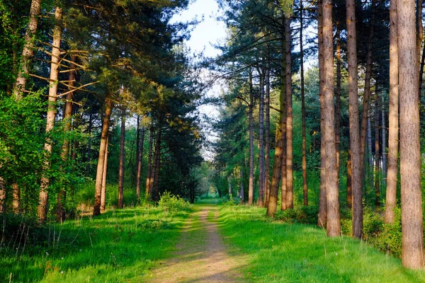 Campiña camino rural que conduce hacia el bosque verde — Foto de Stock