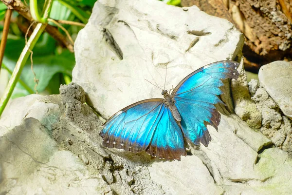 Beau papillon perché sur un rocher — Photo