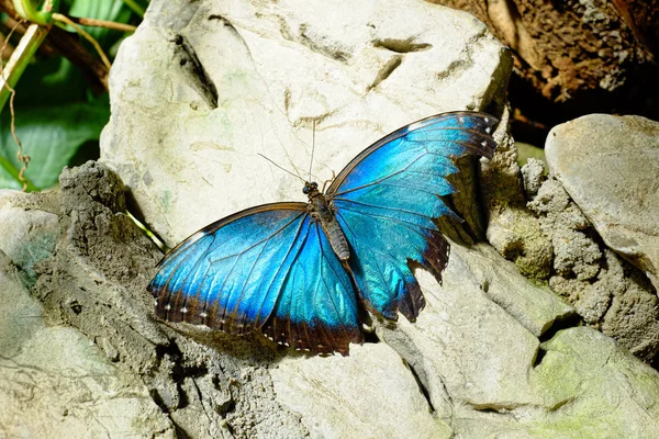 Όμορφη πεταλούδα σκαρφαλωμένη σε βράχο — Φωτογραφία Αρχείου