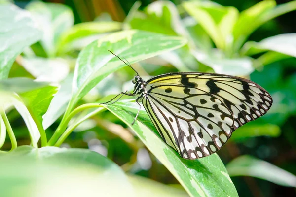 Beau papillon perché sur une feuille de plante tropicale — Photo