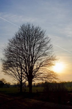 Gün batımına karşı yalnız büyük meşe Moody siluet 