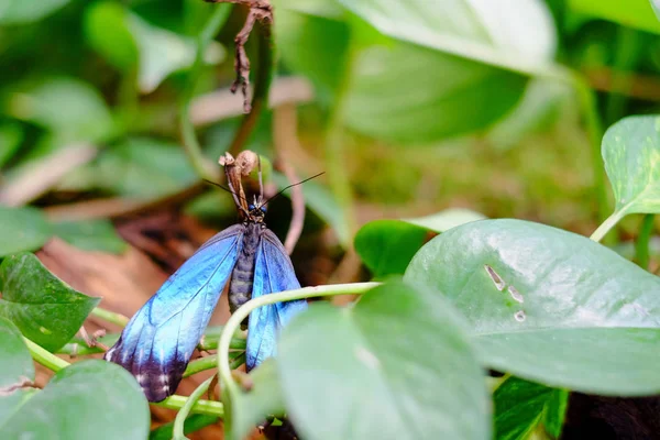 Beau papillon perché sur tige cassée — Photo