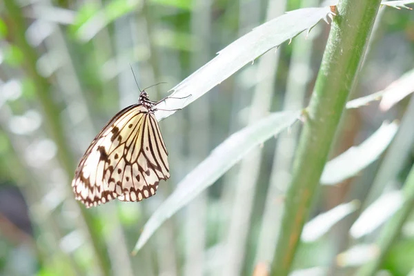 Beau papillon perché sur une feuille de plante tropicale — Photo