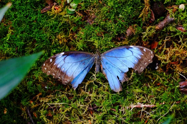 Beau papillon perché sur la mousse — Photo