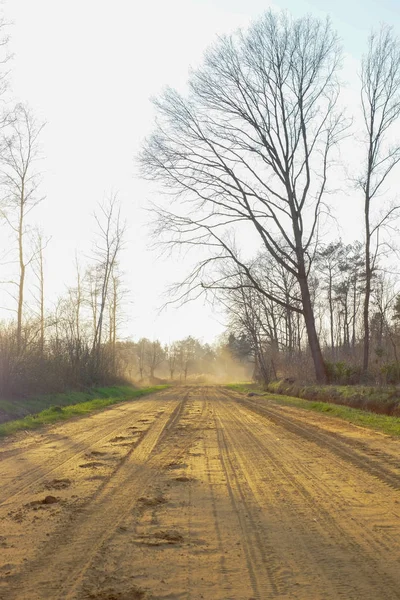 Campiña camino rural que conduce hacia el bosque verde — Foto de Stock