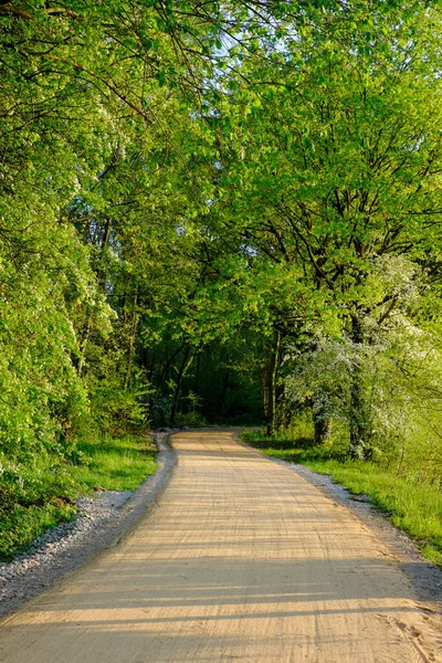 Countryside rural pathway leading toward green forest — Stock Photo, Image