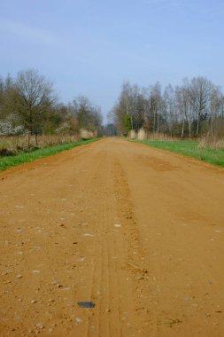 Yeşil ormana doğru giden kırsal kırsal yol