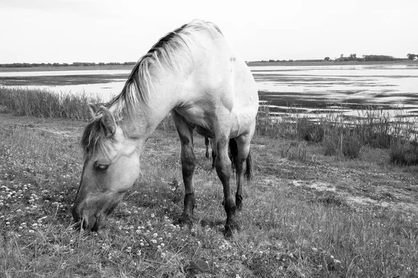 Un cheval solitaire broutant près du lac sur un paysage de pâturage — Photo