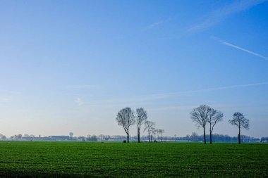Çiftlik arazisindeki büyük ağaçlar.