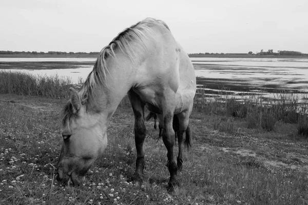 Um cavalo solitário pastando perto do lago na paisagem de pasto — Fotografia de Stock