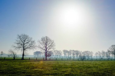 Çiftlik arazisindeki büyük ağaçlar.