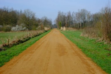 Yeşil ormana doğru giden kırsal kırsal yol