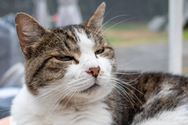 Um gato cinzento e branco curioso — Fotografia de Stock