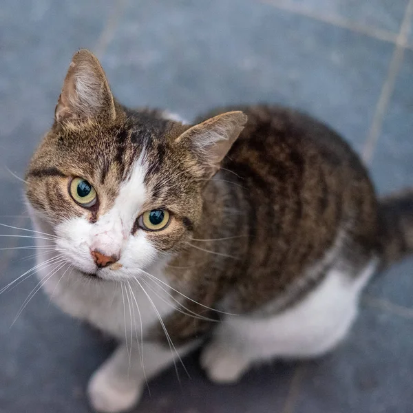 Um gato cinzento e branco curioso — Fotografia de Stock