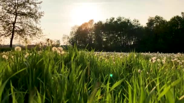 Egy slomo sétál a hosszú fűben. — Stock videók