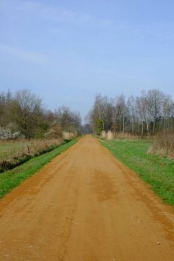 Yeşil ormana doğru giden kırsal kırsal yol