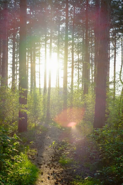 Hermoso sol de la mañana va a través del bosque . — Foto de Stock