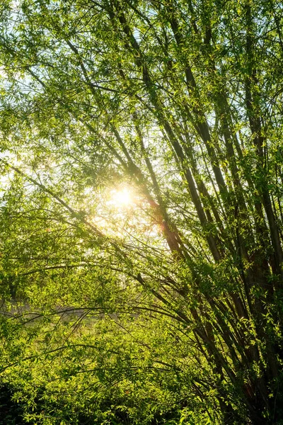 Bellissimo sole mattutino che attraversa la foresta . — Foto Stock