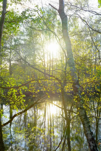 Bosque reflejado en un lago — Foto de Stock