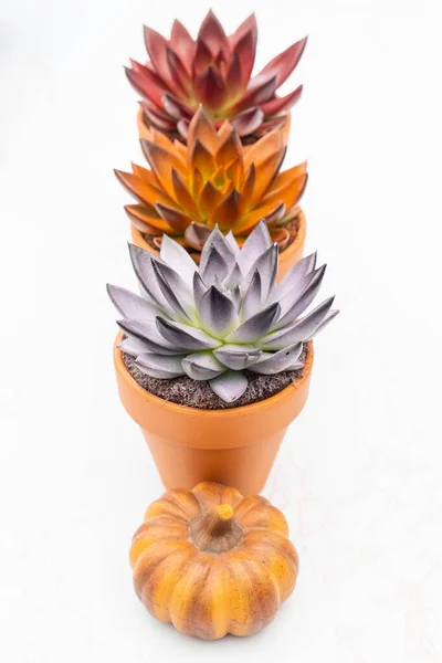 Colección de varias plantas suculentas y coloridas de echeveria en macetas de piedra . — Foto de Stock
