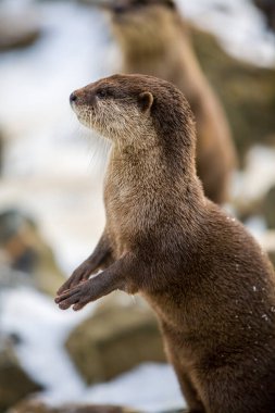 European otter, or Lutra lutra, in the snow clipart