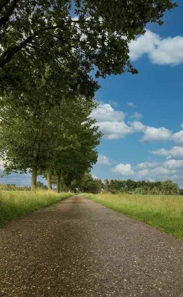 An empty road with grass and trees — Stock Photo, Image