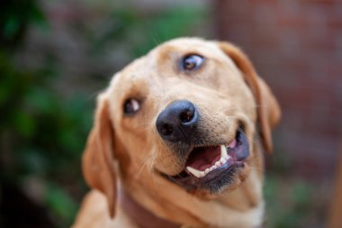 Sarışın labrador portresi