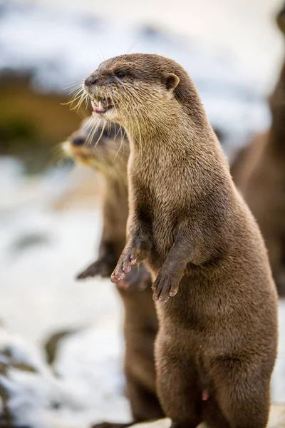 European otter, or Lutra lutra, in the snow — Stock Photo, Image