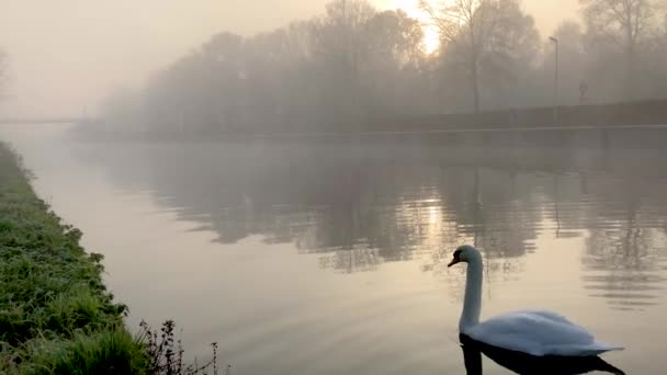 Ein Paar eleganter Schwäne — Stockvideo