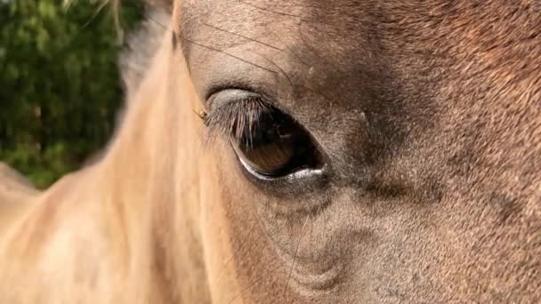 Pferdeauge blinkt in Zeitlupe — Stockvideo