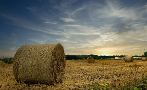 Drámai naplemente ég felett szénamező Kempen területen, Belgium — Stock Fotó