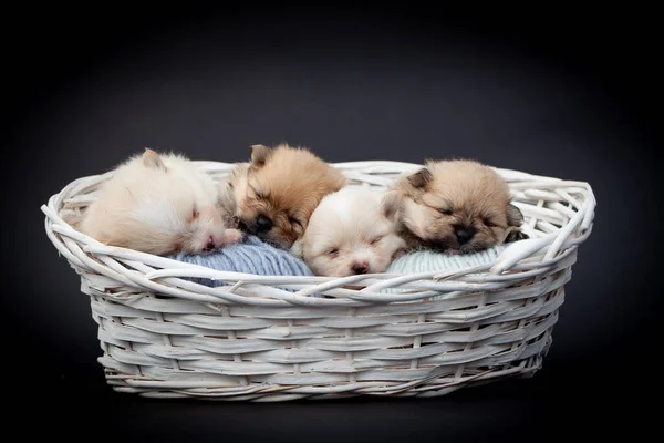 Pommerse spitz hond puppy 's. — Stockfoto