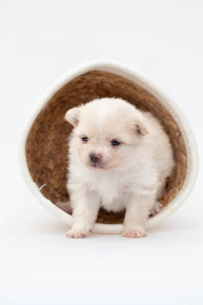 Pomeranian spitz cachorro. — Foto de Stock