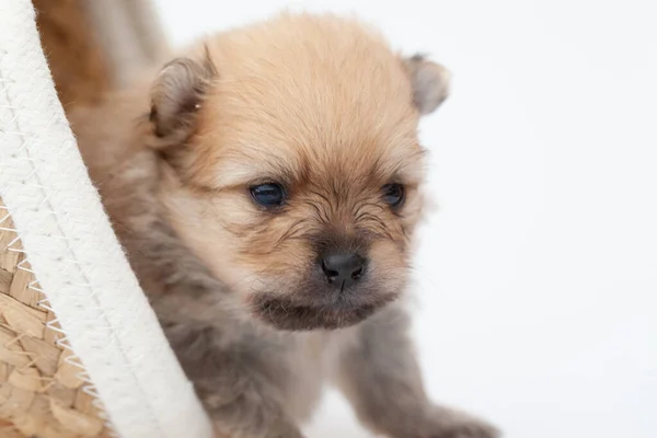 Pomeranian κουτάβι σπιτζ. — Φωτογραφία Αρχείου