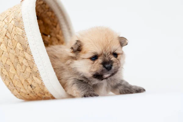 Pomeranian spitz cachorro. —  Fotos de Stock