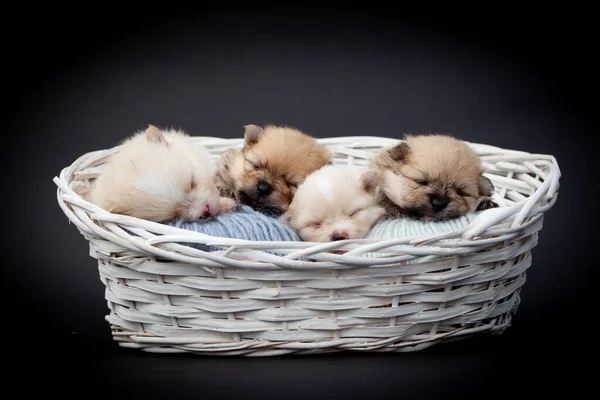 Pomeranian spitz cachorros de perro. — Foto de Stock